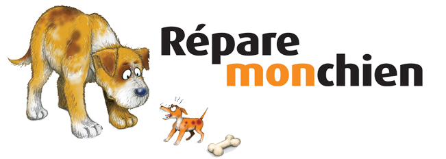 comment dresser un chien