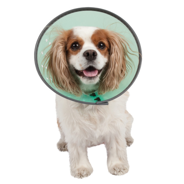 pPETS-3757804dt • comment dresser un chien pPETS-3757804dt • comment dresser un chien